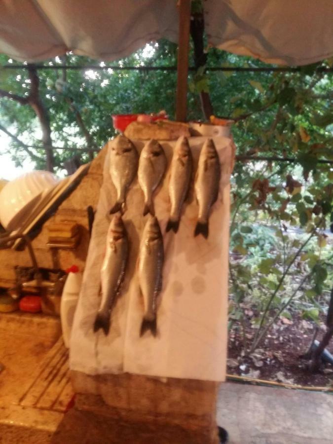 Zelena Oaza Apartment Novigrad Istria Dış mekan fotoğraf